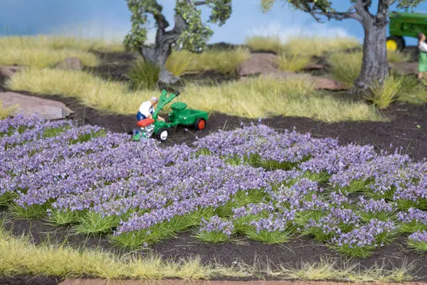 Lavender Plants 36/ (528-7136) 1